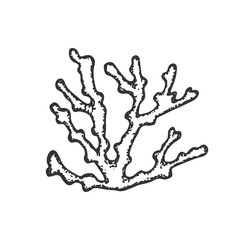 sea corals hand drawing vector. sketch isolated