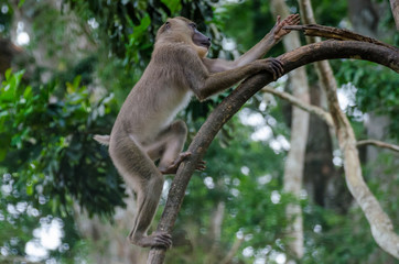 Young drill monkey climbing tree in rain forest of Nigeria