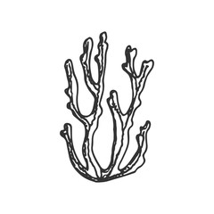 algae hand drawing vector. sketch isolated on white background