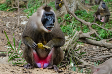 Portrait of large drill monkey alpha male in rain forest of Nigeria