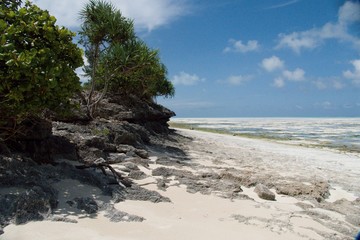 beautiful sea shore in zanzibar