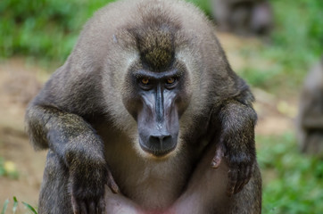 Drill monkey sitting and staring at viewer in rain forest of Nigeria