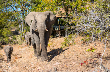 Obraz premium Elephant close up