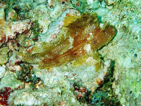 Blattfisch