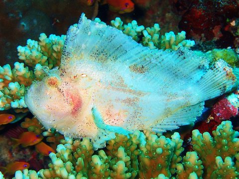 Blattfisch