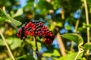 bright bunch of viburnum black red berry on a long branch grows up among the foliage in sunlight