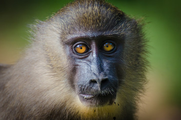 Closeup portrait of young drill monkey in rain forest of Nigeria