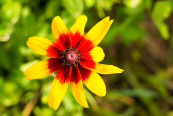 yellow flower red center long petals, solar plant rudbeckia