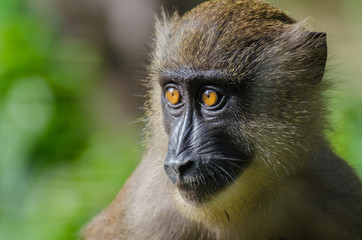 Closeup portrait of young drill monkey in rain forest of Nigeria