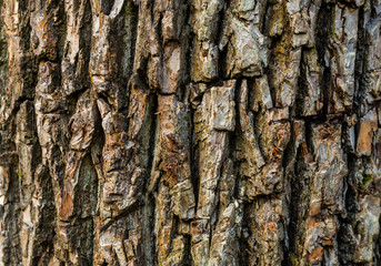 wood texture background abstract convex natural eco pattern, tree trunk