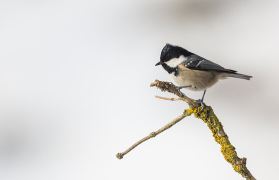 M&eacute;sange nonnette
