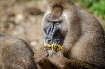 Portrait of male drill monkey eating banana in rain forest of Nigeria