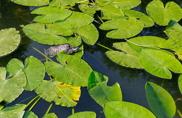 turtle on the water-lily leaves. A young animal floats in the water among the large leaves of nenuphar