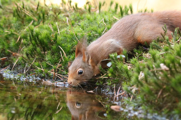 Lovely squirrel drinking from the pond