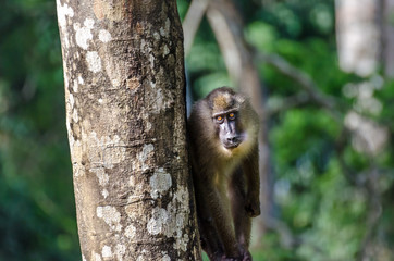 Drill monkey standing at tree trunk looking at viewer in rain forest of Nigeria