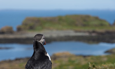 Puffin looking out to sea Hebrides Scotland