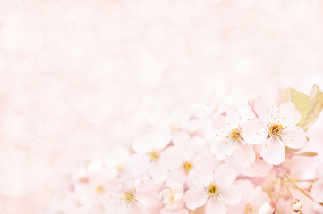 Naklejka na ściany i meble Spring blossom/springtime cherry bloom, toned, bokeh flower background, pastel and soft floral card, toned