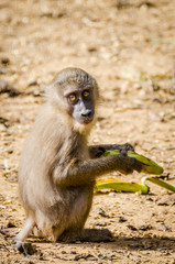 Fototapeta premium Young drill monkey feeding on banana in rain forest of Nigeria