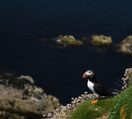 Puffin on edge of cliff in wildflowers Hebrides Scotland
