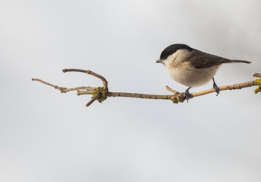 M&eacute;sange nonnette
