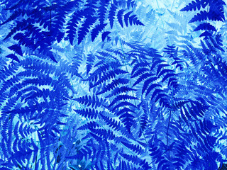 Natural fern leaf closeup. Ornament leaf blue toned photo.