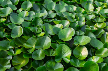 green leaf water lily background natural floral pattern