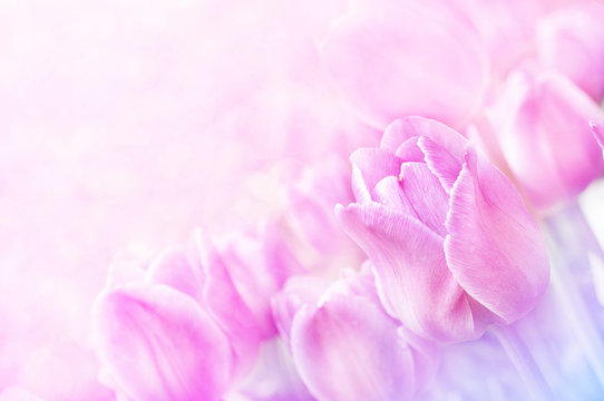 Fototapeta Spring blossoming delicate tulips frame, springtime blooming tulip flowers festive background, pastel and soft floral card, selective focus, shallow DOF