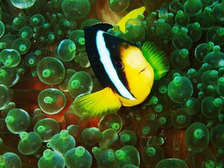 Clownfisch