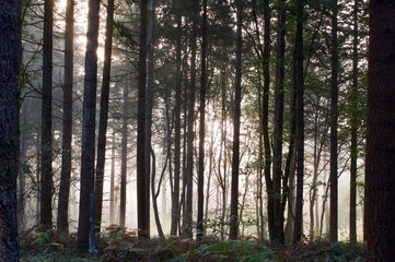 Obraz premium Forêt contre jour