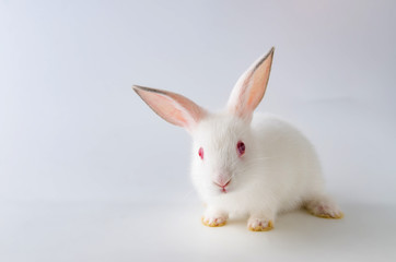White rabbit in easter animal concept