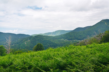 Obraz premium Amazing fern glade against the backdrop of wooded mountains