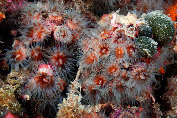 Phyllangia mouchezzi 794_102, coral, pólipos © JCMorenoR
