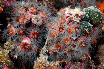 Phyllangia mouchezzi 794_102, coral, pólipos