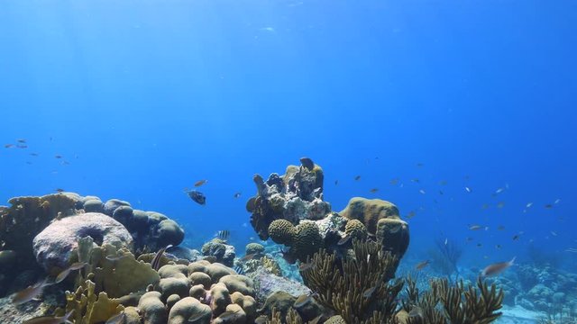 Seascape of coral reef / Caribbean Sea / Curacao with various hard and soft corals, sponges and sea fan