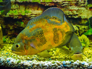 Astronotus ocellatus. Oscar fish (Astronotus ocellatus) swimming underwater