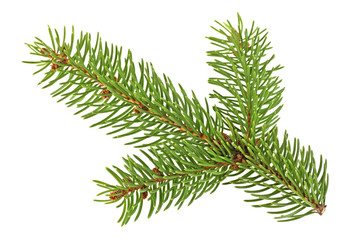 Fir tree branch isolated on a white background