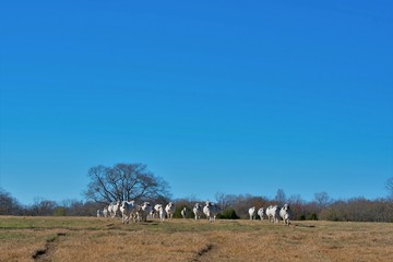 Fototapeta na wymiar Herd of Brahma Cows