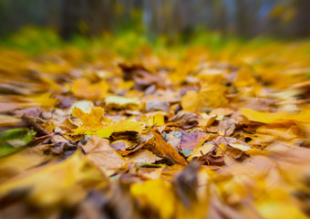 autumn background, leaves blur effect blur at the edges, natural bright pattern