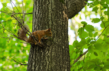 young squirrel sits on a thin branch of a tree on a blurred background sunny forest