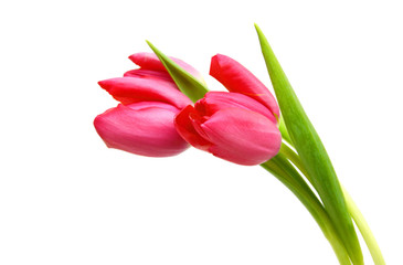 Flower Tulips as Symbol of Romance and Love 