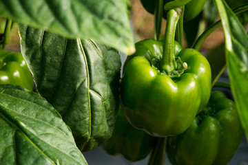 Green chili pepper on the farm (selective focus)