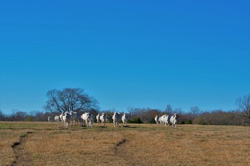 Herd of Brahma Cows