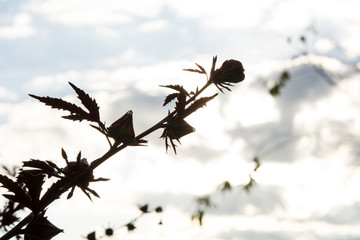 Roselle flowers on sky background