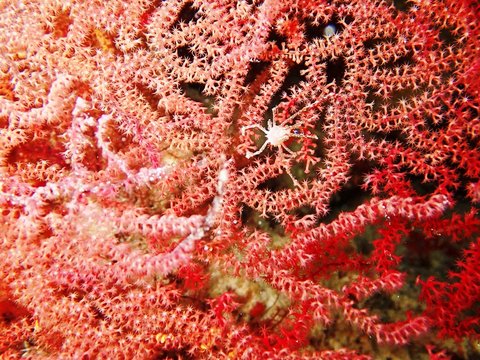 Seespinne