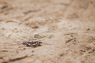 Butterfly among the tire tracks of the cars in the sand 9650.