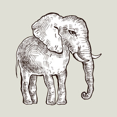 Elephant. Vector illustration