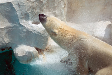 Portrait d& 39 ours polaire éclabousser l& 39 eau de sa plume après avoir plongé sous l& 39 eau   obturateur à grande vitesse pour arrêter le mouvement
