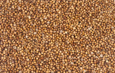 Aroma herb and organic dried coriander seeds (Coriandrum sativum) closeup background texture.