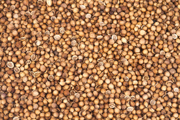Aroma herb and organic dried coriander seeds (Coriandrum sativum) closeup background texture.