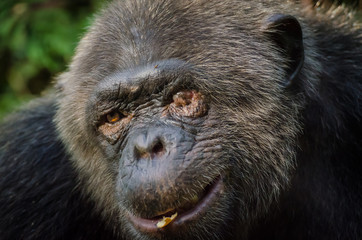 Portrait of old chimp with injured eye, Nigeria